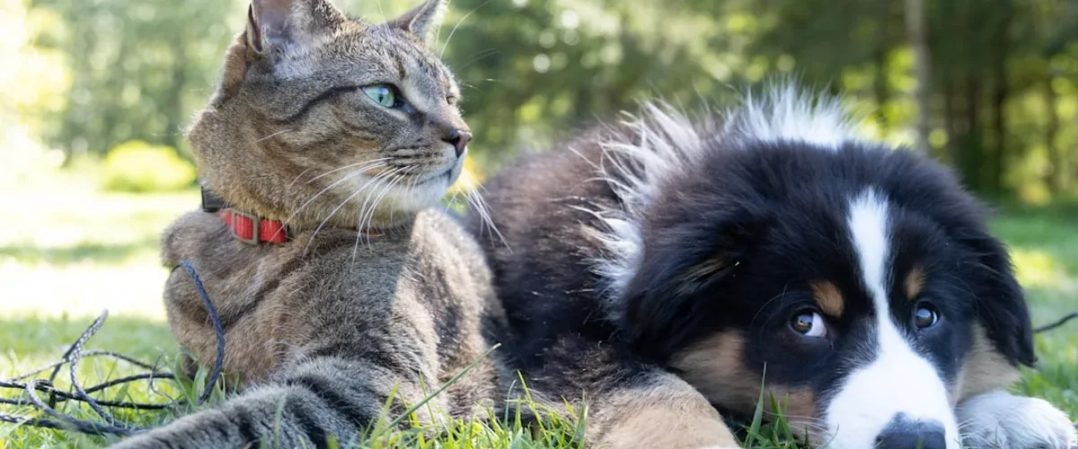 formule dassurance chien chat choisir